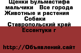 Щенки Бульмастифа мальчики - Все города Животные и растения » Собаки   . Ставропольский край,Ессентуки г.